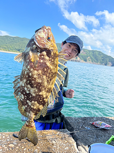 アイゴの釣果