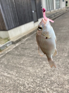 チャリコの釣果