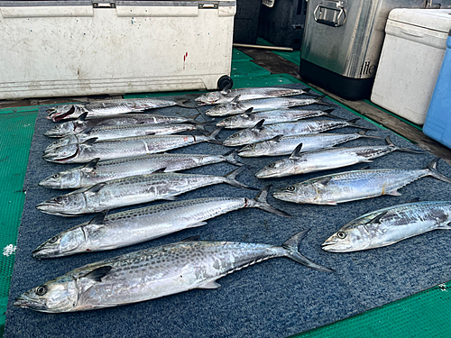 サワラの釣果