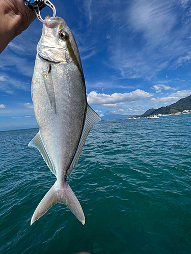 ショゴの釣果