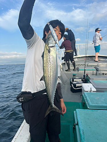 サワラの釣果