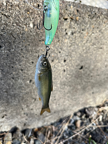 ハスの釣果