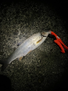 ウグイの釣果