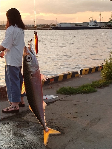 サバの釣果