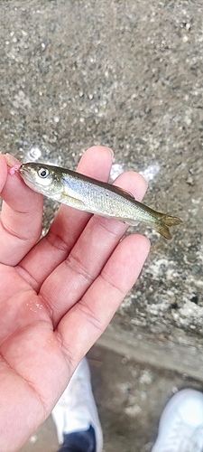 アブラハヤの釣果