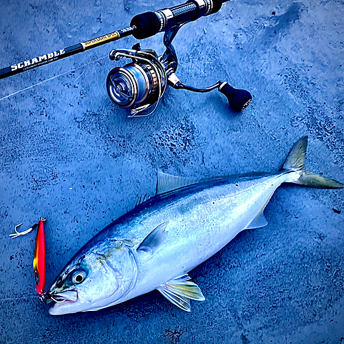 イナダの釣果