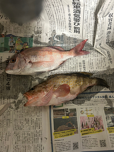 アコウの釣果