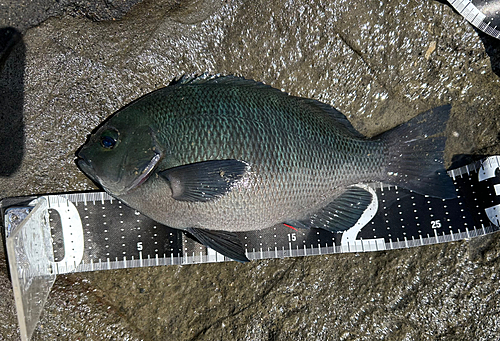 メジナの釣果