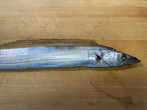 タチウオの釣果