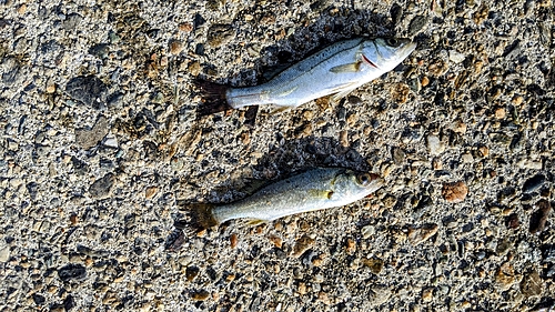 スズキの釣果