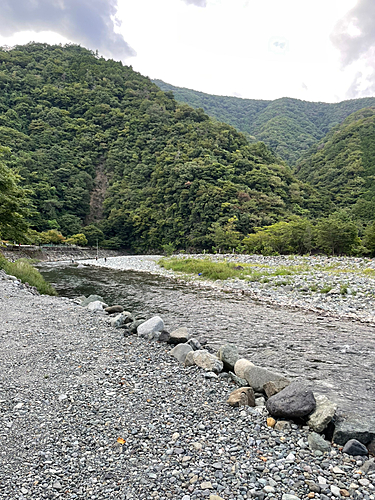 アユの釣果