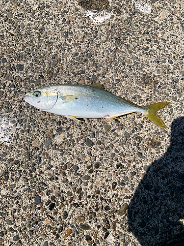 ワカシの釣果