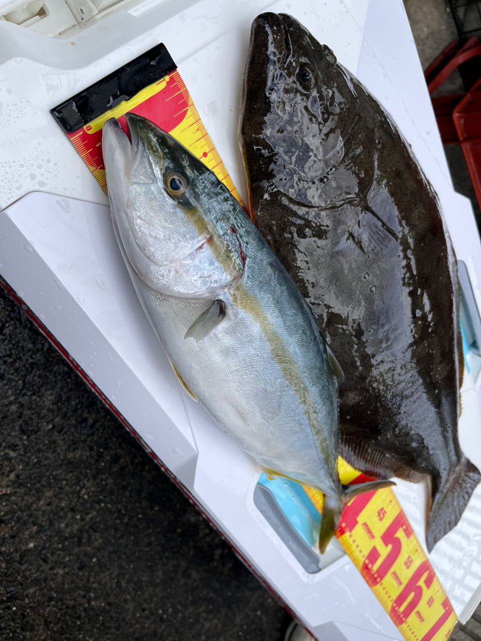 あや🐟さんの釣果 3枚目の画像