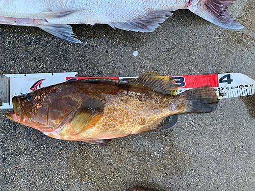 アコウの釣果