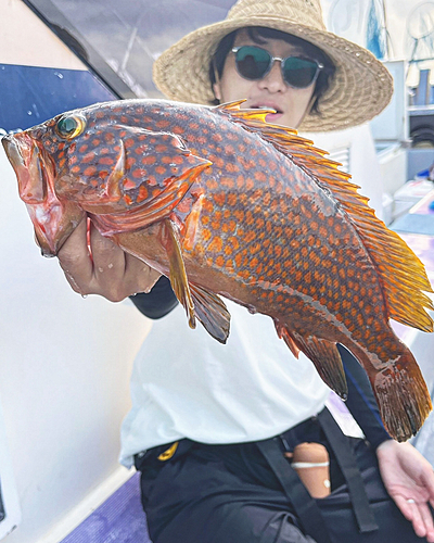 キジハタの釣果