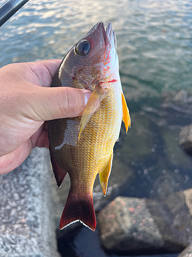 オキフエダイの釣果