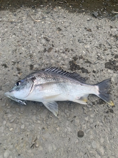 キビレの釣果
