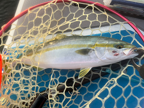 イナダの釣果