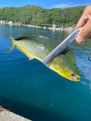 シイラの釣果