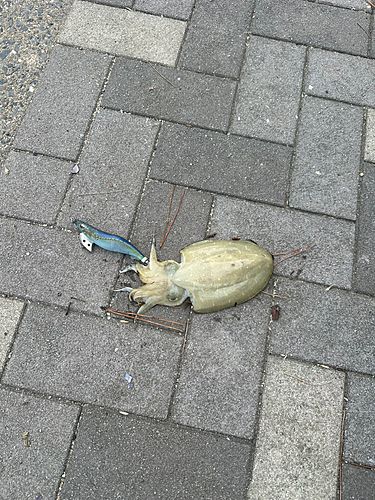 モンゴウイカ