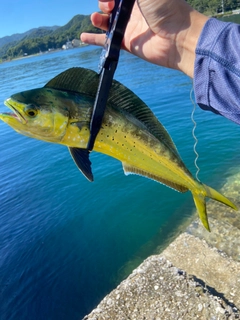 シイラの釣果