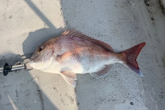 マダイの釣果