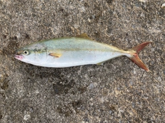 イナダの釣果
