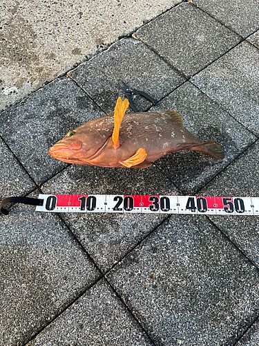 アコウの釣果