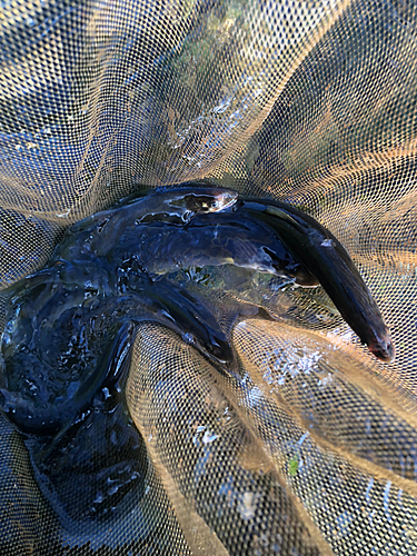 アユの釣果