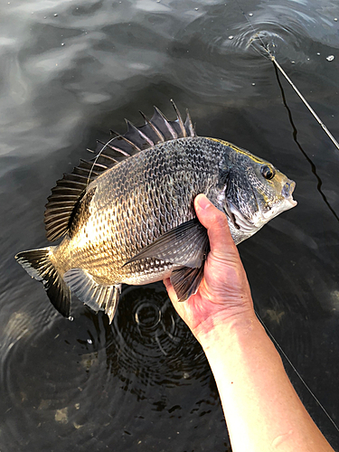 クロダイの釣果