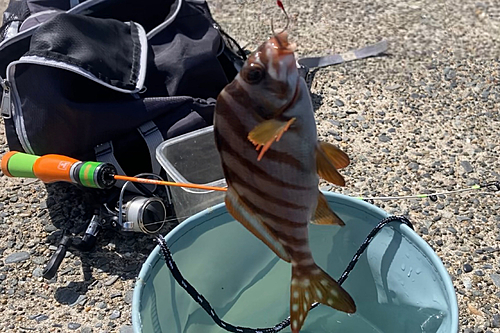 タカノハダイの釣果