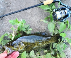 スモールマウスバスの釣果