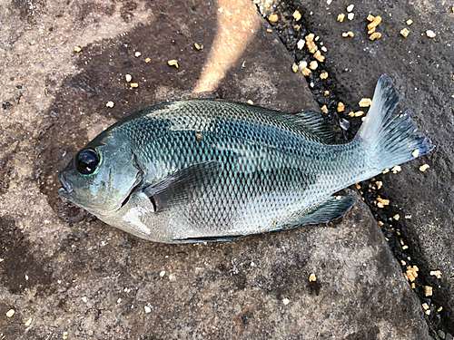 メジナの釣果