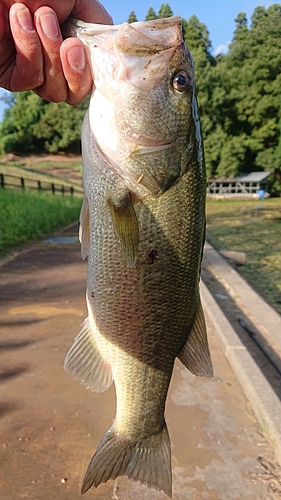 ラージマウスバスの釣果