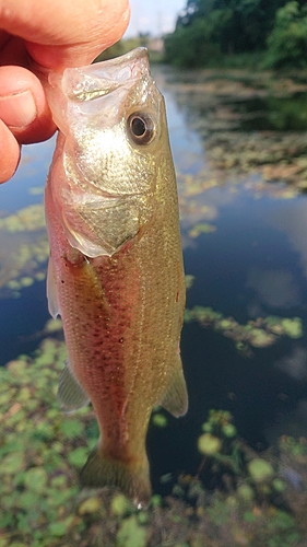 ラージマウスバスの釣果