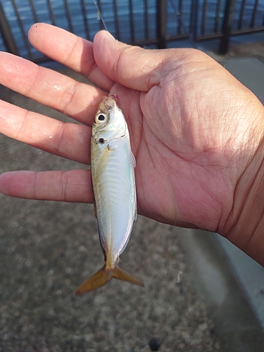 マルアジの釣果