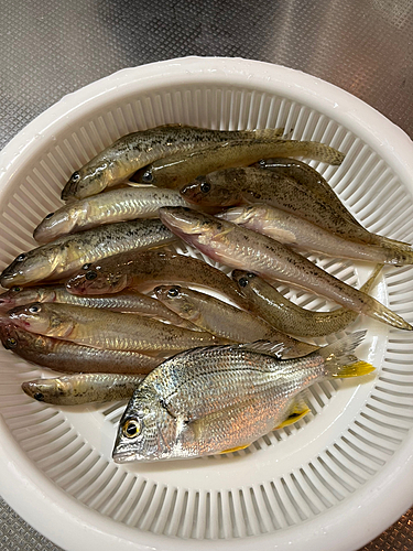 ハゼの釣果