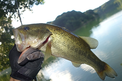 ブラックバスの釣果