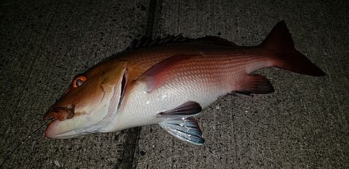 バラフエダイの釣果