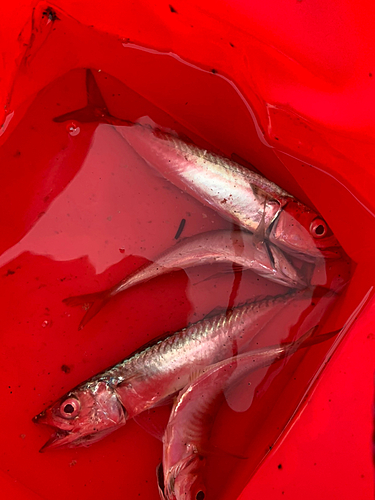 サバの釣果