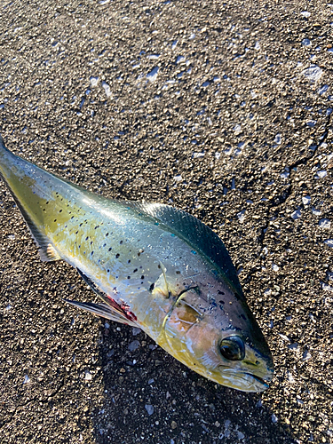 シイラの釣果