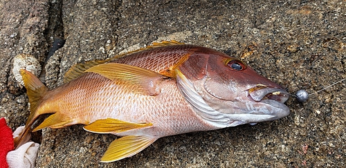 シブダイの釣果