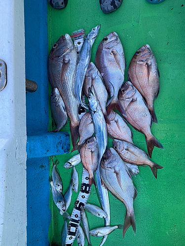 タイの釣果