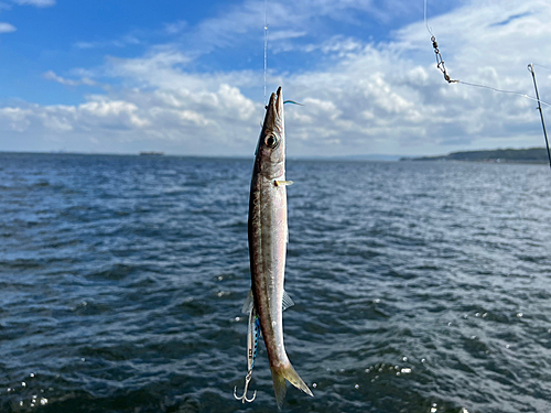 カマスの釣果