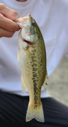 ラージマウスバスの釣果