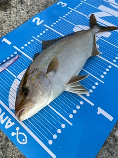 ショゴの釣果