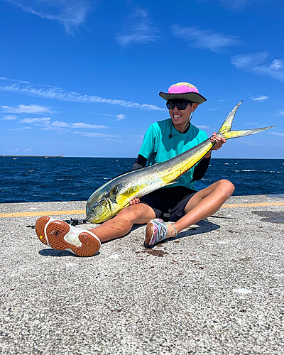 シイラの釣果