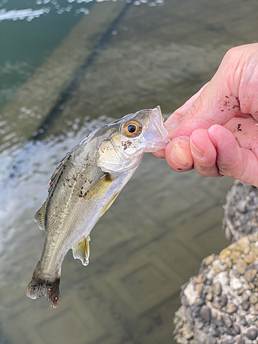 セイゴ（マルスズキ）の釣果