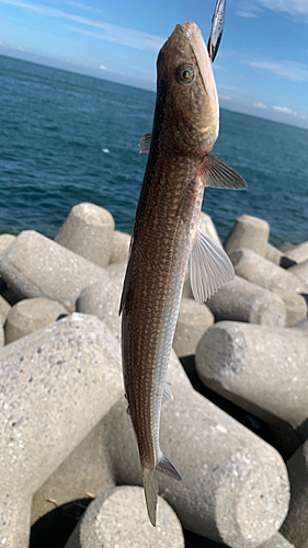 エソの釣果