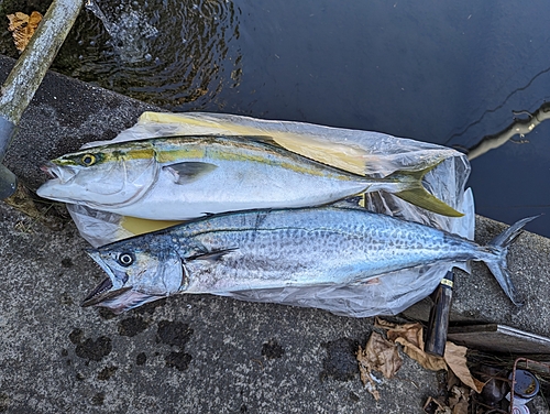 ハマチの釣果